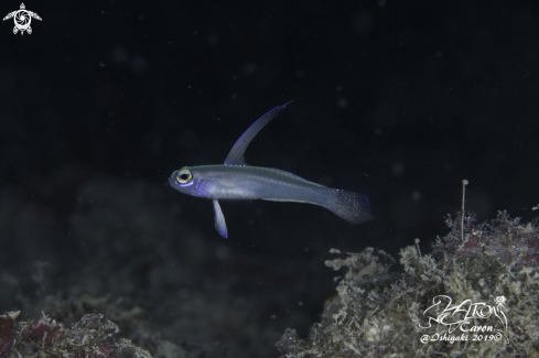 A Goby