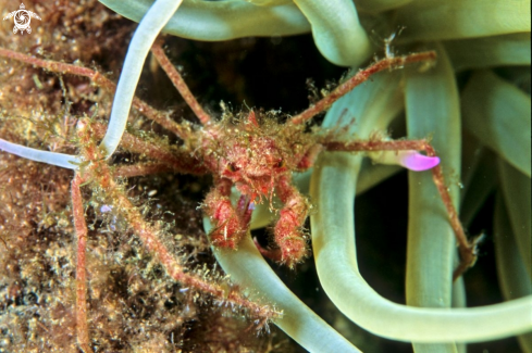 A Anemone Crab