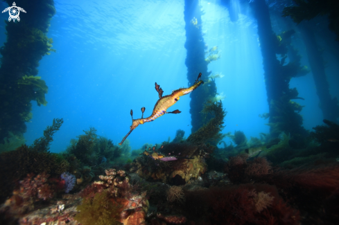 A Weedy Seadragon