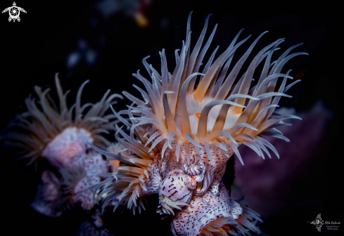 A Leopard anemone - Gorgonian Wrapper