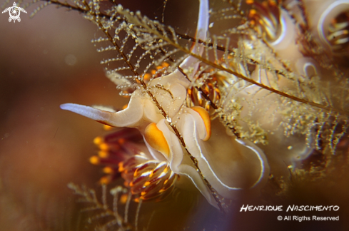 A Dondice banyulensis | Nudibranch