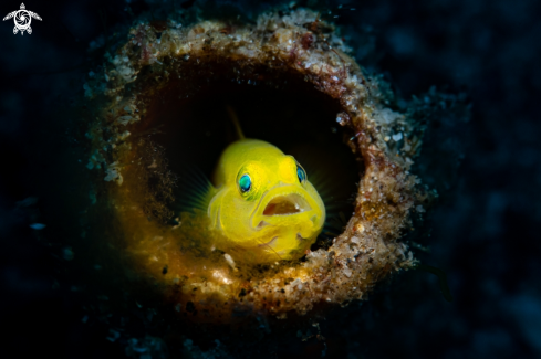 A Yellow Goby