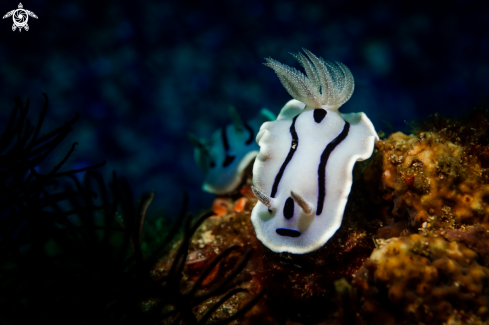 A Chromodoris willani | NUDIBRANCH