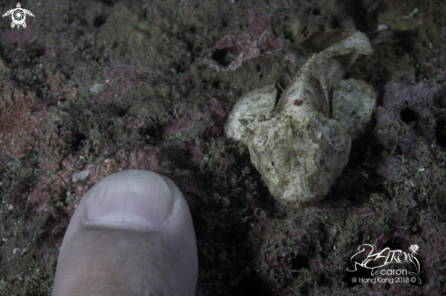 A Scorpion fish 