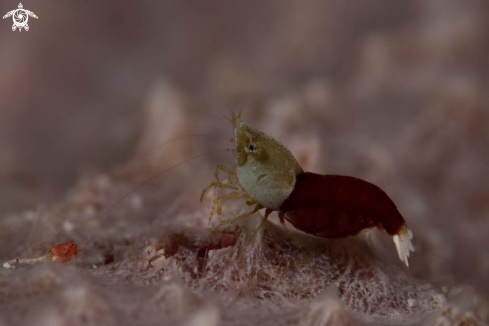 A Thorella Cobourgi