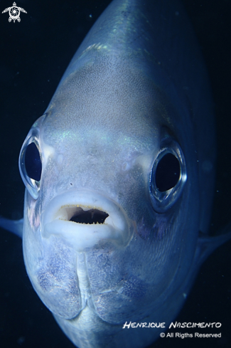 A underwater creature