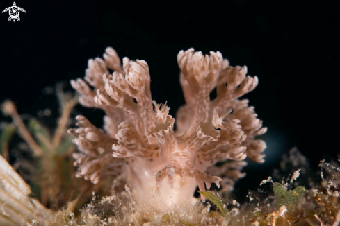 A Nudibranch 