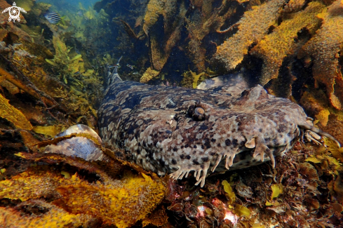 A Orectolobus ornatus | Banded wobbegong