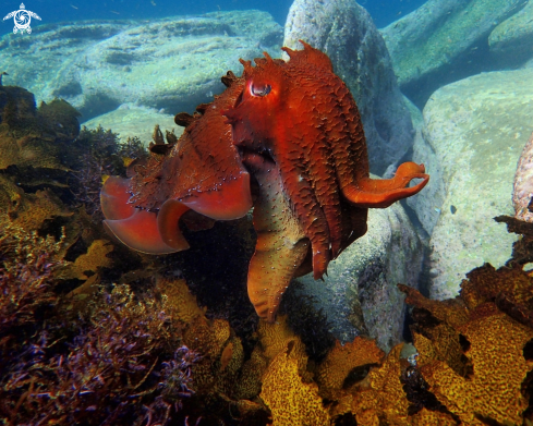 A sepia apama | Australian giant cuttlefish