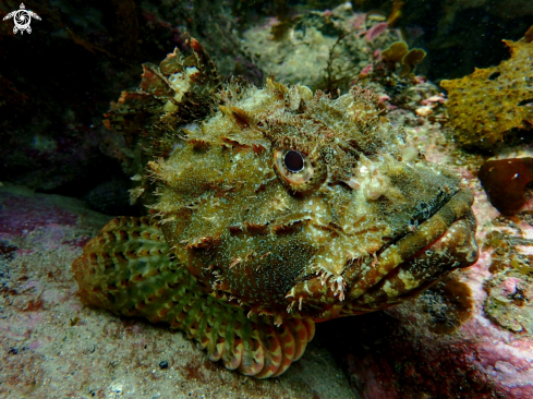 A Scorpaena jacksoniensis | Eastern red scorpionfish