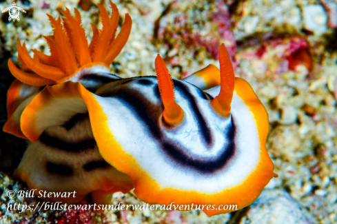 A Chromodoris strigata