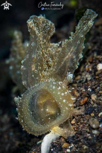 A Nudibranch