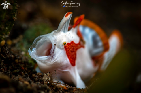 A Frogfish