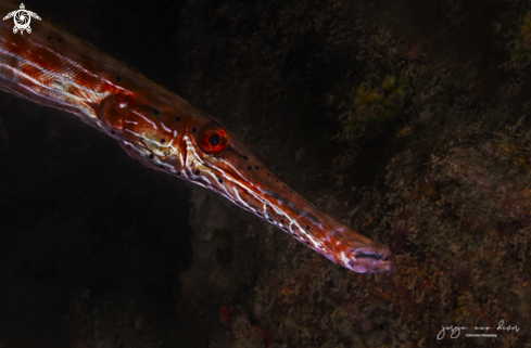 A Aulostomus maculatus | Trumpetfish