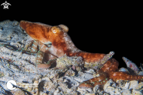 A Callistoctopus luteus | Starry Night Octopus