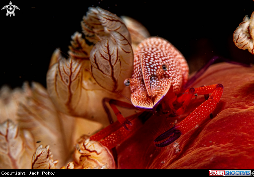A Emperor shrimp on a Spanish Dancer