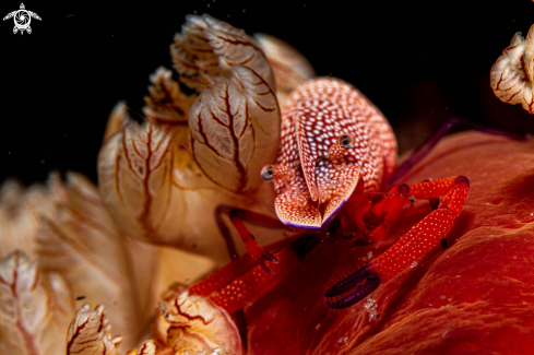 A Emperor shrimp on a Spanish Dancer