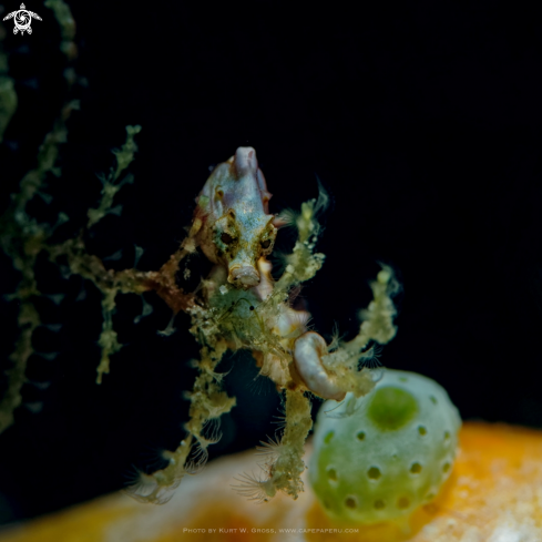 A Pygmy Seahorse