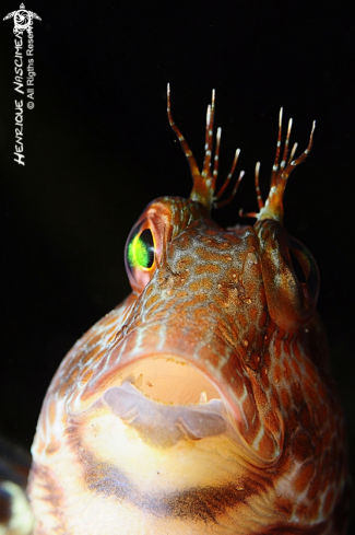 A underwater creature