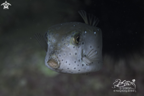 A box fish