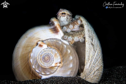 A Amphioctopus marginatus | Octopus