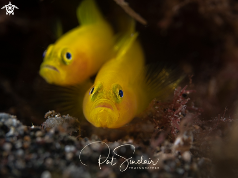 A yellow goby