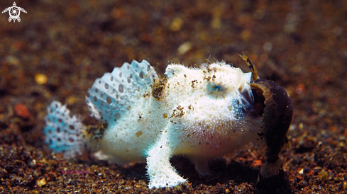 A Frogfish  | Frogfish 