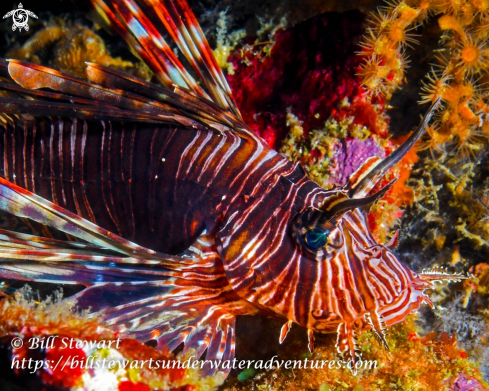 A Pterois volitans | Red Lionfish