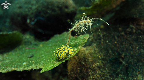 A costasiella sp. with Caprella linearis | costasiella sp. with Caprella linearis