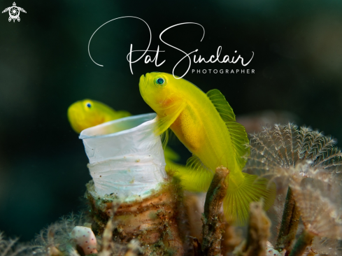 A yellow gobies