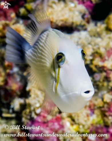 A Sufflamen bursa | Scythe Triggerfish