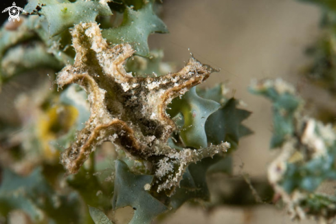 A Nudibranch 