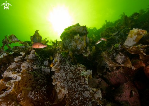 A Goldsinny wrasses and kelp. 