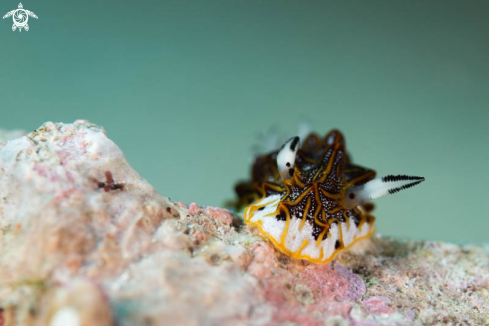 A Nudibranch 