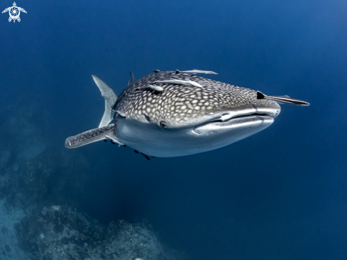 A Whale Shark