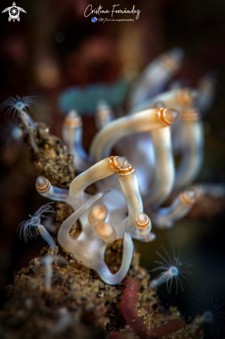 A Nudibranch