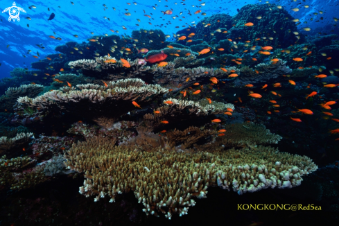 A Coral Reef | Coral Reef