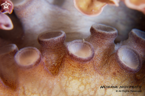 A Octopus vulgaris | polvo