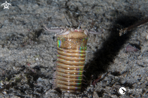 A Bobbit Worm