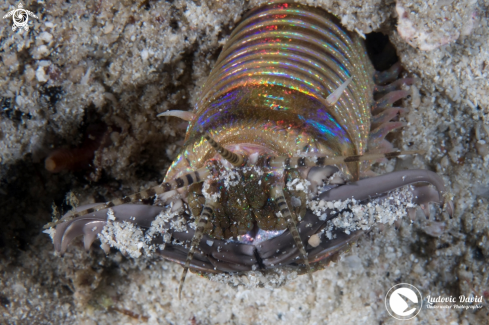 A Bobbit Worm