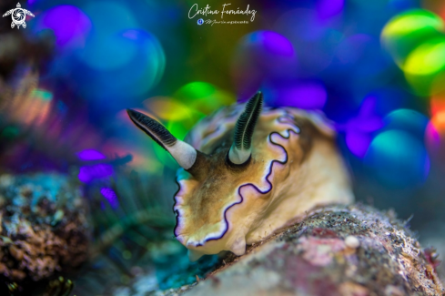 A Doprismatica atromaculata | Nudibranch