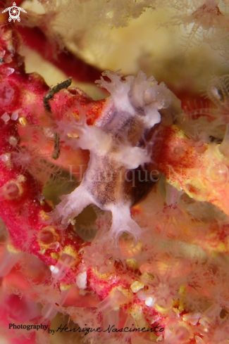 A Tritonia nilsodhneri | Nudibranch