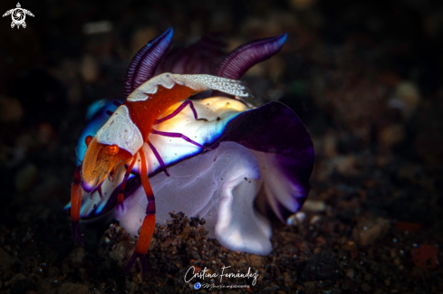 A Goniobranchus hintuanensis - Zenopontonia rex | Nudibranch