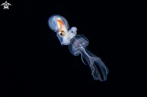 A Paper nautilus