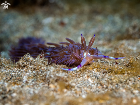 A Pteraeolidia Ianthina  | Nudibranch