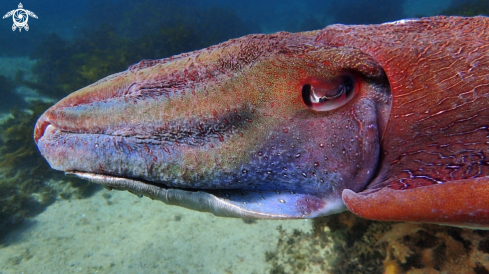 A sepia apama | Australian giant cuttlefish