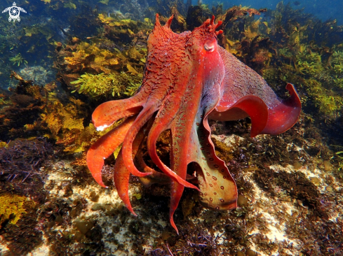 A sepia apama | Australian giant cuttlefish