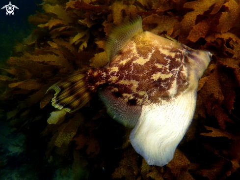 A Fan-bellied leatherjacket