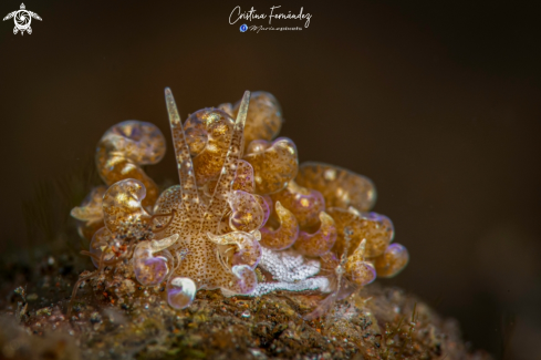 A Nudibranch