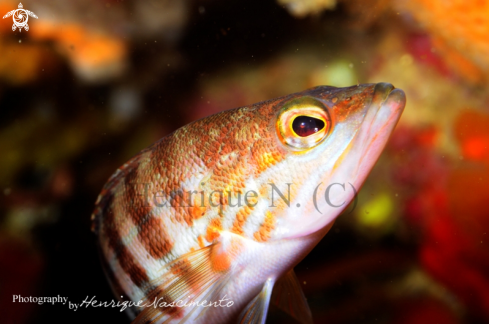 A Serranus cabrilla | 